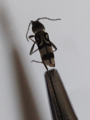 Chlorophorus macaumensis