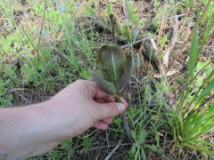 Asclepias amplexicaulis