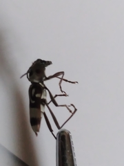 Chlorophorus macaumensis