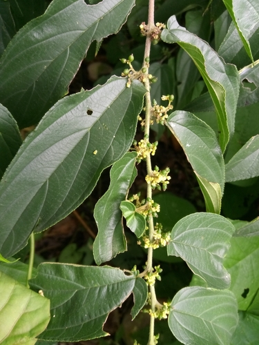 Trema micranthum