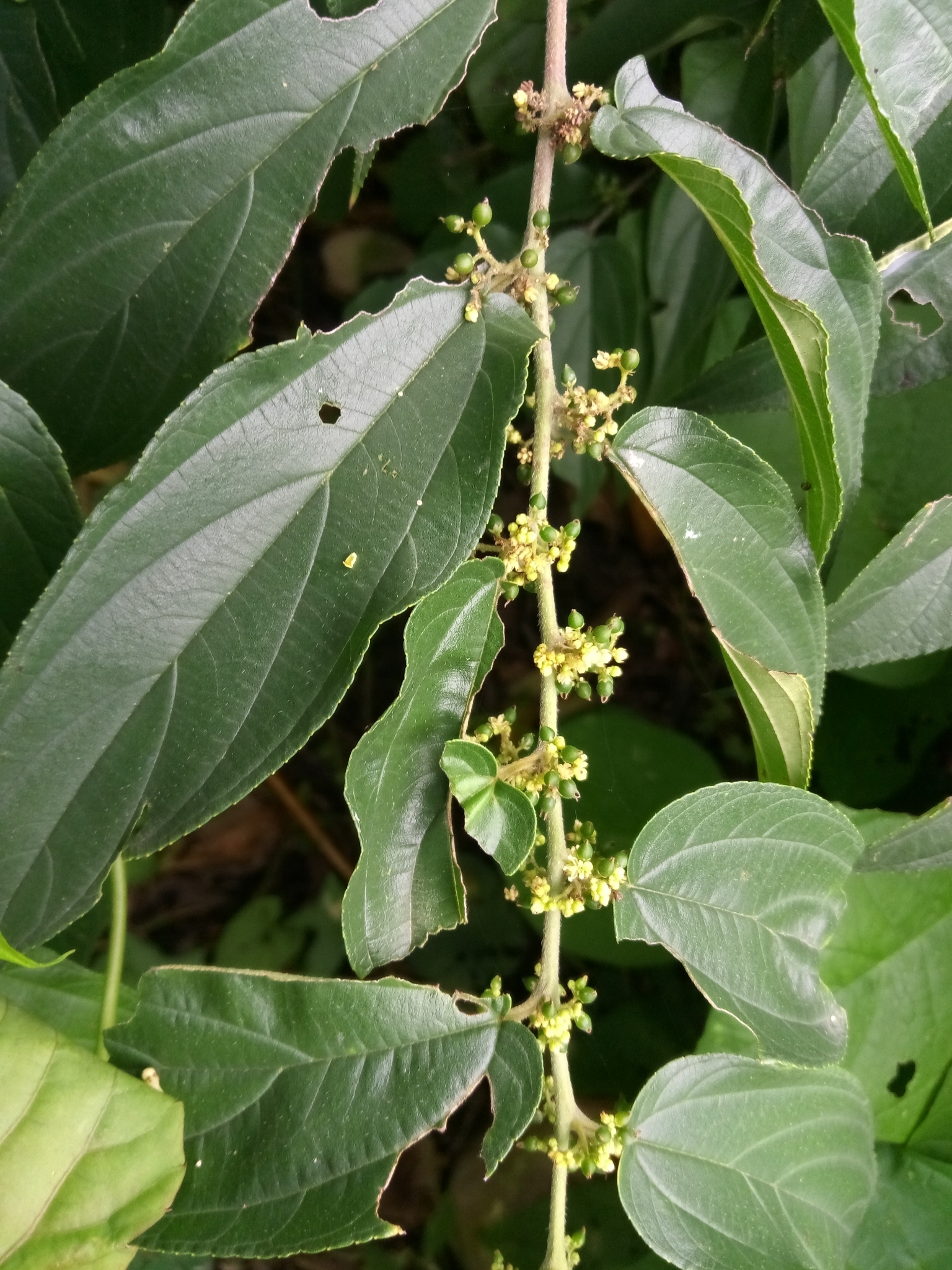 Trema micranthum