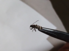 Chlorophorus macaumensis