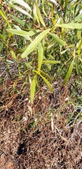 Myoporum platycarpum