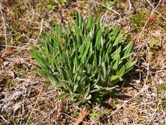 Saussurea pseudotilesii