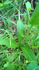Hypochaeris chillensis