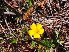 Potentilla stolonifera