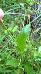 Hypochaeris chillensis