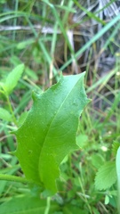 Hypochaeris chillensis