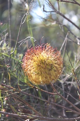 Banksia sphaerocarpa