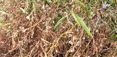 Myoporum platycarpum