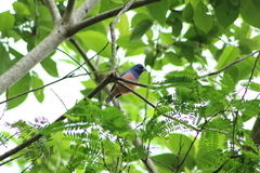 Passerina rositae