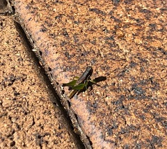 Methiolopsis geniculata