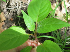 Actinidia arguta