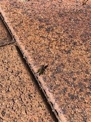 Methiolopsis geniculata