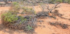 Myoporum platycarpum