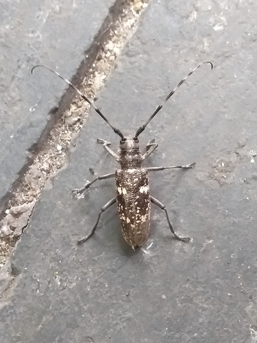 Carpenter Sawyer Beetle