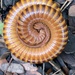 Siamese Pointy-tailed Millipede - Photo (c) steadirob, some rights reserved (CC BY-NC)