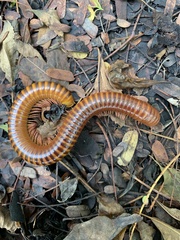 Thyropygus allevatus