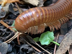 Thyropygus allevatus