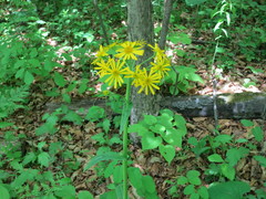 Tephroseris kirilowii