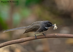 Rhipidura albogularis