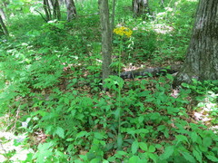 Tephroseris kirilowii