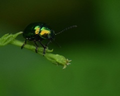 Eumolpinae