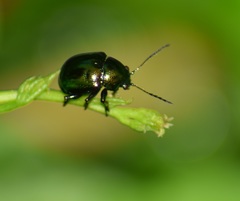 Eumolpinae