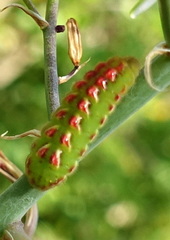 Callophrys