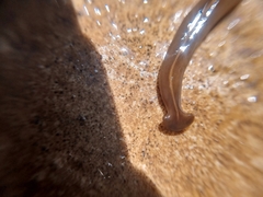 Diversibipalium claviforme