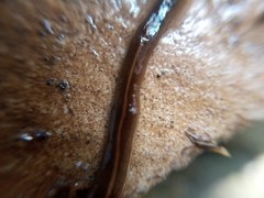 Diversibipalium claviforme