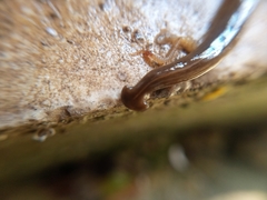 Diversibipalium claviforme