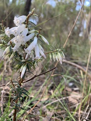 Epacris impressa