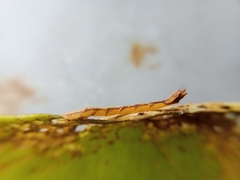 Lepidoptera