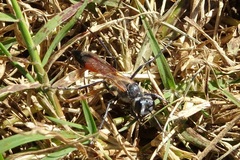Podalonia tydei suspiciosa