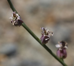 Streptanthus brachiatus