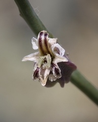 Streptanthus brachiatus