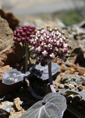 Asclepias solanoana