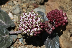 Asclepias solanoana