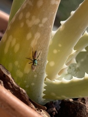 Salticus peckhamae