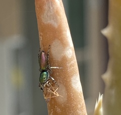 Salticus peckhamae
