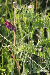 Vicia megalotropis