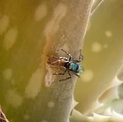 Salticus peckhamae