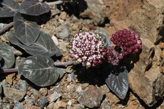 Asclepias solanoana