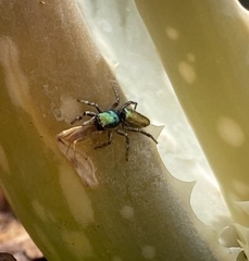 Salticus peckhamae