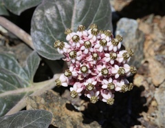 Asclepias solanoana