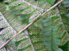 Dryopteris remota