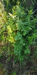 Filipendula stepposa