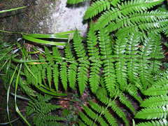 Dryopteris remota
