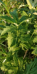 Filipendula stepposa
